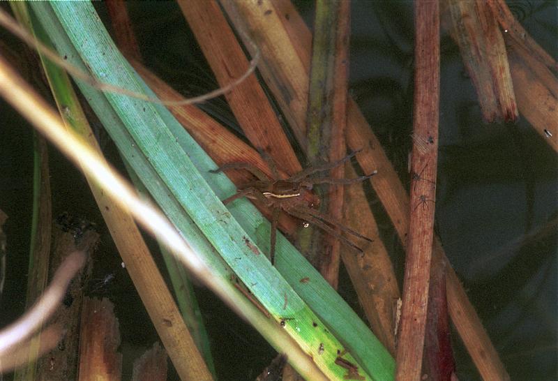 Dolomedes_fimbriatus_F1572_Z_79_Les Gris_Frankrijk.jpg